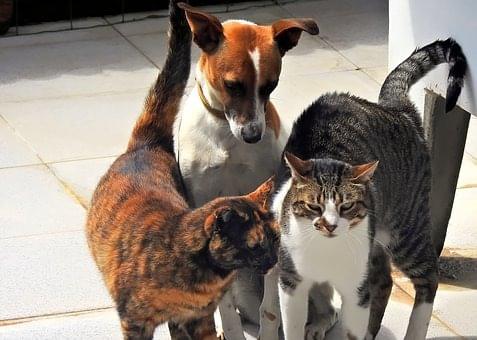  Cabinet Vétérinaire International, Geneva Veterinarian, veterinarian Geneva