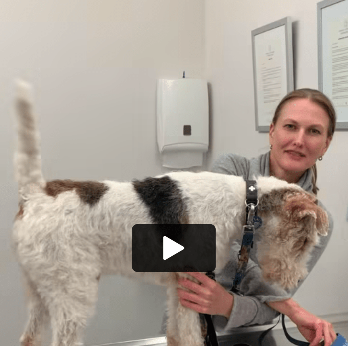  Cabinet Vétérinaire International, Geneva Veterinarian, veterinarian Geneva ,dermatology