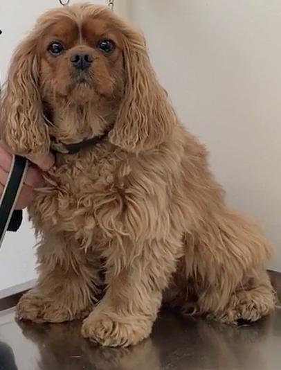 Cabinet Vétérinaire International, Geneva Veterinarian, veterinarian Geneva, Angie